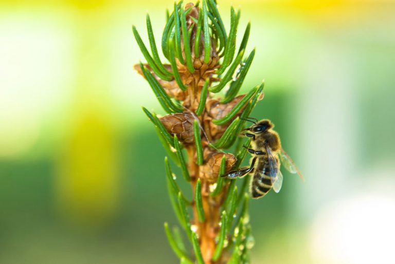 Honig – Ein Naturprodukt – Imkerverein Waldaschaff